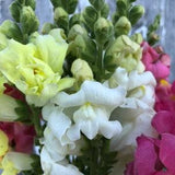 SNAPDRAGON mix SEEDS