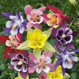 100+ Columbine Mckana's Giant Mix Flower Seeds-AQUILEGIA MCKANA- Excellent Perennial-B141