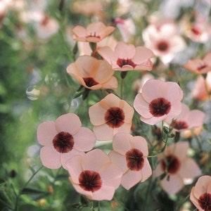 30 seeds Linum Charmer Flax Mix