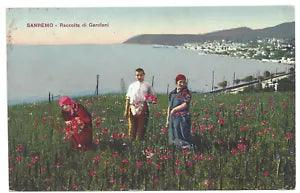 Italy 1930 Sanremo Picking Mountain Carnation Flower #241 Postcard Cover