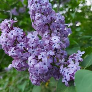60 Lanaudi??re Mauve Common Lilac Seeds - perennial tree with purple flowers - hand picked in 2022