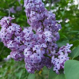 60 Lanaudi??re Mauve Common Lilac Seeds - perennial tree with purple flowers - hand picked in 2022