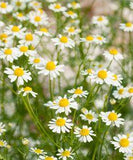 German Chamomile (Matricaria recutita) ?? UIC Heritage Garden Flower Delivery