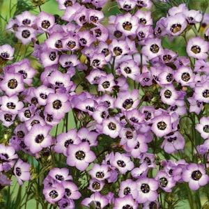 100+ Gilia Tricolor Flower Seeds-Bird's Eyes Flower-B215-Attracts Bees and Hummingbird -Beautiful Trumpet Shaped Annual