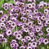 100+ Gilia Tricolor Flower Seeds-Bird's Eyes Flower-B215-Attracts Bees and Hummingbird -Beautiful Trumpet Shaped Annual