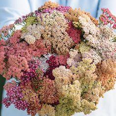 ACHILLEA SUMMER PASTELS SEEDS | Cutting Flowers Flower Delivery