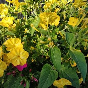 FOUR OCLOCKS 'Marvel of Peru' Mirabilis jalapa, 5 seeds