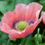 100+ Giganthemum Poppy Flower Seeds / Papaver somniferum / Large Flower Poppy / (#W25)B