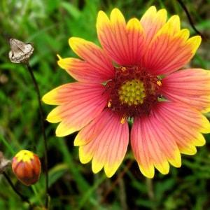 Gaillardia Blanket Flower Seeds, "COOL BEANS N sprouts" Brand. Home Gardening. This flower is also know as  Arizona Sun.