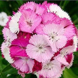 Sweet Williams. Rainbow China-Pink. Perennials. 50 seeds.