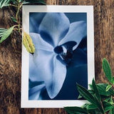 Velveteen : A3 gicl???e art print, satin finish / botanical photography