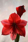 Flowers in Season During Winter | Winter Wedding Ideas | Ohio Florist Flower Delivery