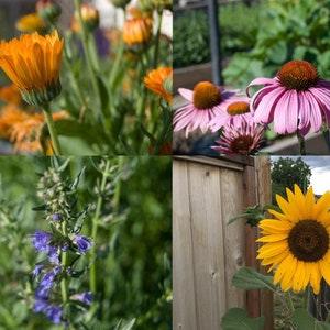 Medium Butterfly Garden Seed Kit #1 - Herb Seeds - Easy Garden Kit - Kids Gardening Gift - 4 Seed Packets