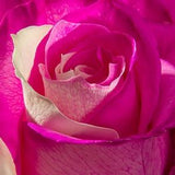 White fuksia roses seeds- 20 seeds - code 751
