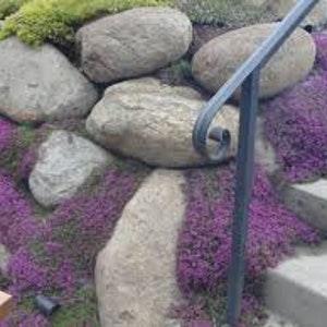 Creeping Thyme Herb Seed Pack - Thymus serpyllum