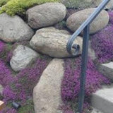 Creeping Thyme Herb Seed Pack - Thymus serpyllum