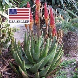 Aloe aculeata - Ngopanie Aloe - 10 Seeds