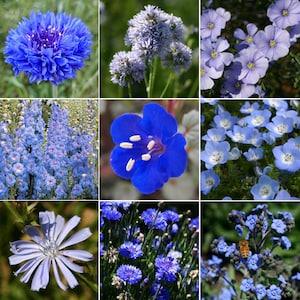 9 Species Mix Blue Wildflower Seeds | Multi Variety Baby Blue Eyes Lark Spur Bachelor Button Flower Seed Non GMO 2024 Season Fast Shipping