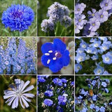 9 Species Mix Blue Wildflower Seeds | Multi Variety Baby Blue Eyes Lark Spur Bachelor Button Flower Seed Non GMO 2024 Season Fast Shipping