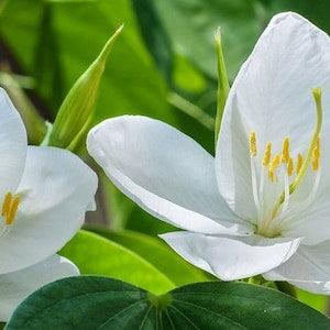 White Bauhinia Racemosa Plant Seed , Bidi Tree , Snowy Orchid Seed - 10 Seeds for growing