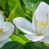 White Bauhinia Racemosa Plant Seed , Bidi Tree , Snowy Orchid Seed - 10 Seeds for growing