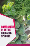 What can you plant next to Brussels sprouts? Flower Delivery