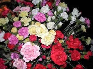 100 Mixed CARNATION / DOUBLE DIANTHUS Chinensis Flower Seeds *Comb S/H