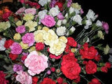 100 Mixed CARNATION / DOUBLE DIANTHUS Chinensis Flower Seeds *Comb S/H