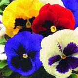 Seeds Viola seeds x wittrockiana Swiss mix Large Flower Seeds from Ukraine 0.1 g