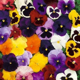 50 Pcs Pansy Swiss Giant Mix Flower Seeds-Mixed Pansy Flowers / VIOLA WITTROCKIANA- Stunning Biennial-FL495