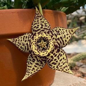 Orbea Variegata | Stepelia | Star Fish Plant Seeds