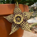 Orbea Variegata | Stepelia | Star Fish Plant Seeds