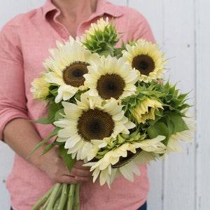 10 Pro Cut White Nite Sunflower Seeds / Helianthus annuus / Cottage / Wildflowers  / Cut Flower / English Garden / Wedding / Bouquet Flowers