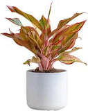 Red Chinese Evergreen Live Indoor Plant, Easy Care Houseplant in Modern Decor Pl