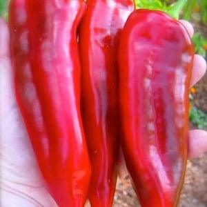 10 seeds Sweet Sweet Heirloom Red Giant Marconi Pepper Seeds