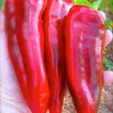 10 seeds Sweet Sweet Heirloom Red Giant Marconi Pepper Seeds