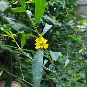 Heimia Salicifolia Fresh Organic Seed : Sinicuichi - Sun Opener / Aztec Sun Tea - Mexican Shaman Medicinal