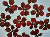 Pressed Natural Orange Color Flowers For DIY Epoxy Resin Craft Creations