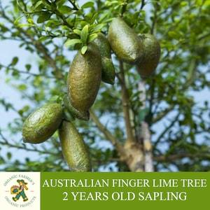 Australian Finger Lime Sapling, Grafted Ready to Plant, Tubed Soil, 2 Years Old, Fruiting, Finger Lime Tree for Pot and Garden - Heirloom