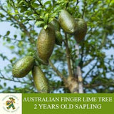 Australian Finger Lime Sapling, Grafted Ready to Plant, Tubed Soil, 2 Years Old, Fruiting, Finger Lime Tree for Pot and Garden - Heirloom
