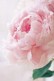 Pink Peonies Flower Delivery