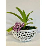 Orchid Bowl Pot Planter, Decorative Bowl Mesh Bowl Air Plant Pot Orchid Planter Mesh Orchid Pot, Gift for Her, Mother's Day Gift