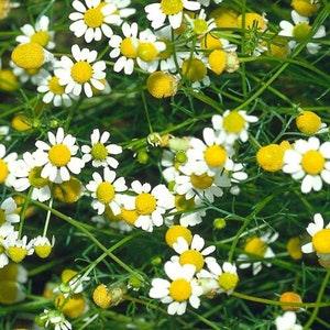 Roman Chamomile Herb Seeds - Open-Pollinated for Seed Saving - Non-Hybrid & Non-GMO - Heirloom Canada Herb Seeds
