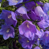 Canterbury Bells Calycanthema Mixed Flower Seeds - 1400 Seeds Approx