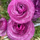 Ranunculus Romance? 