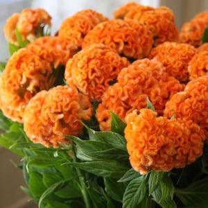 35 seeds Orange Queen Cockscomb Celosia cristata annual