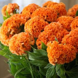 35 seeds Orange Queen Cockscomb Celosia cristata annual