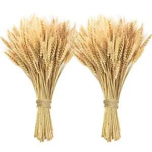 200 Pcs Dried Wheat Stalks, Dried Flowers 100% Natural Wheat for Home Kitchen