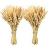 200 Pcs Dried Wheat Stalks, Dried Flowers 100% Natural Wheat for Home Kitchen