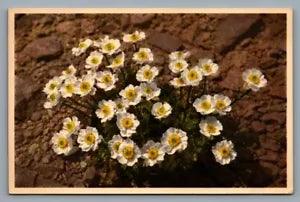 Thor E Gyger flowers postcard Alpine Crowfoot #2243 Ranunculus alpestris